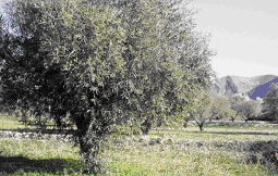 olivo