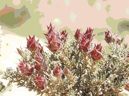 thymus